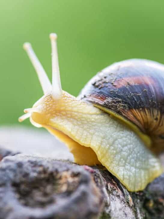 Thumbs-Up: Breeding Success For Thumbnail Snail