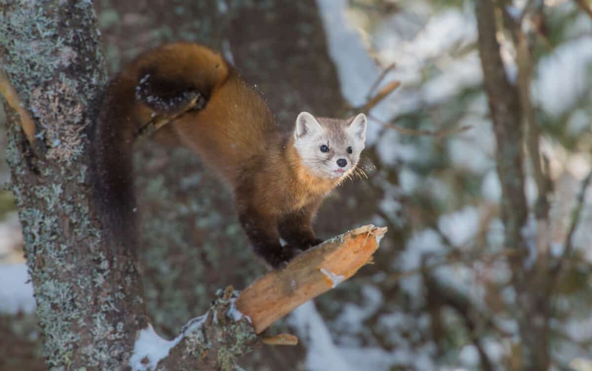 american marten