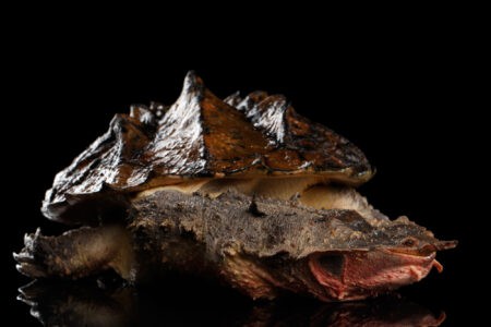 14 Wild Turtles With Unexpected Abilities