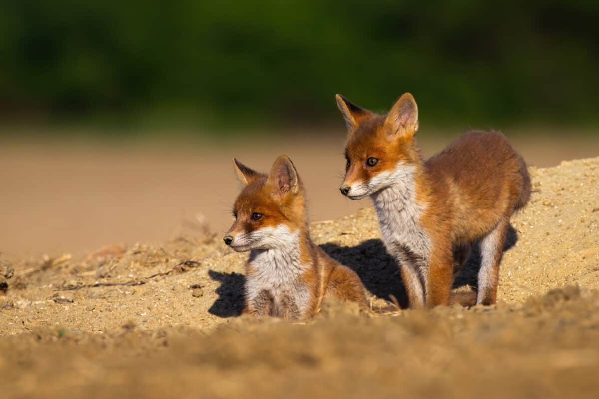 baby fox