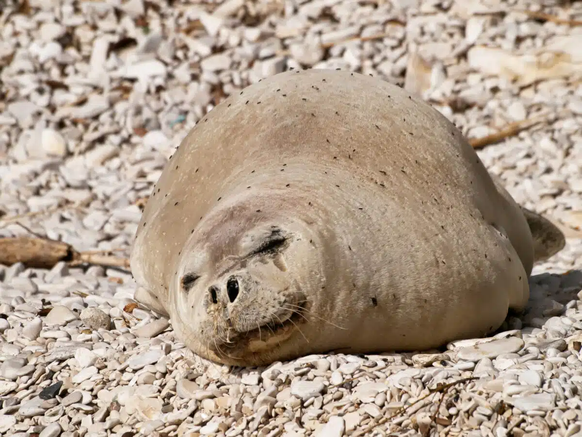 mediterranean monk seal