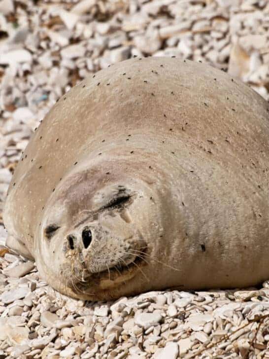 Recovery of the Mediterranean Monk Seal