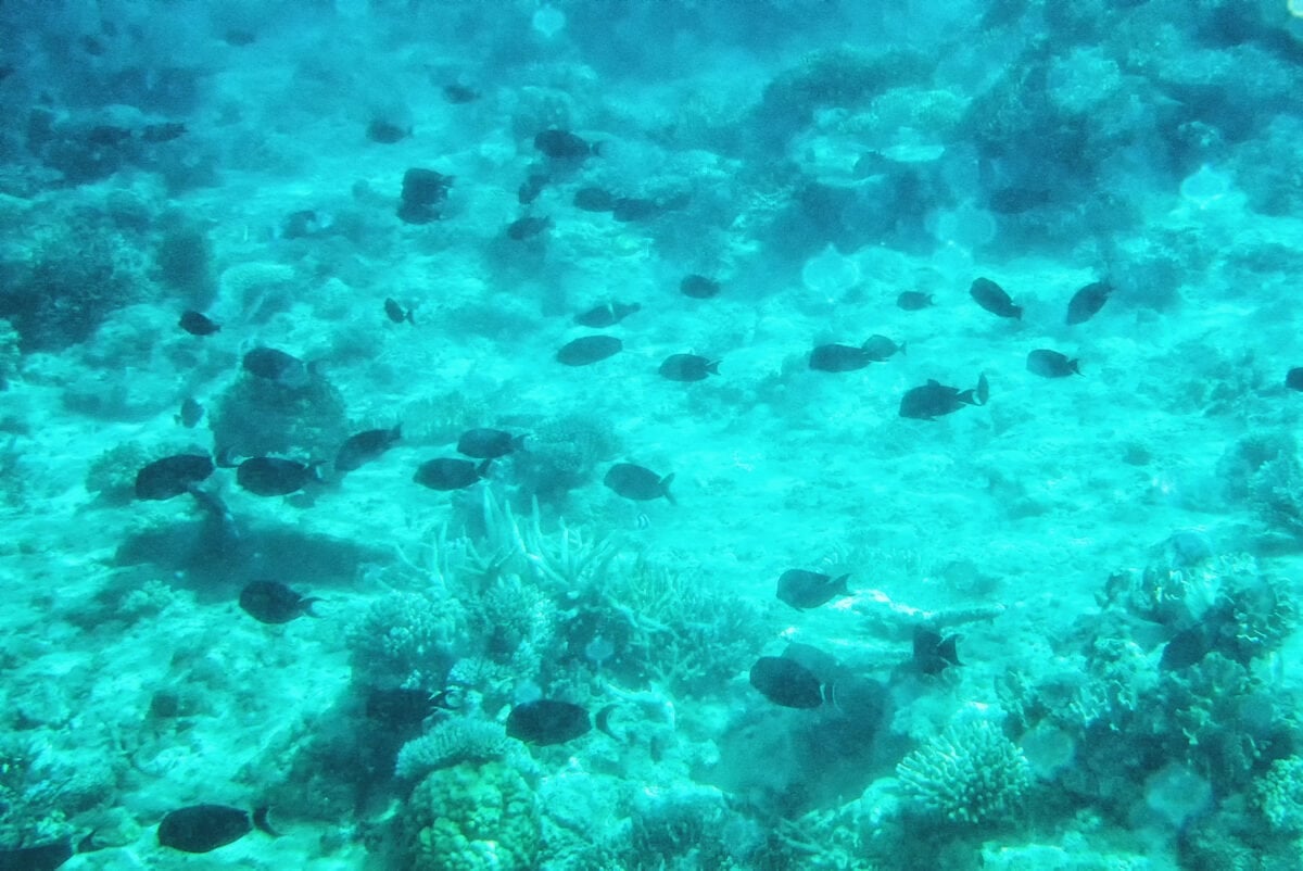 coral reef