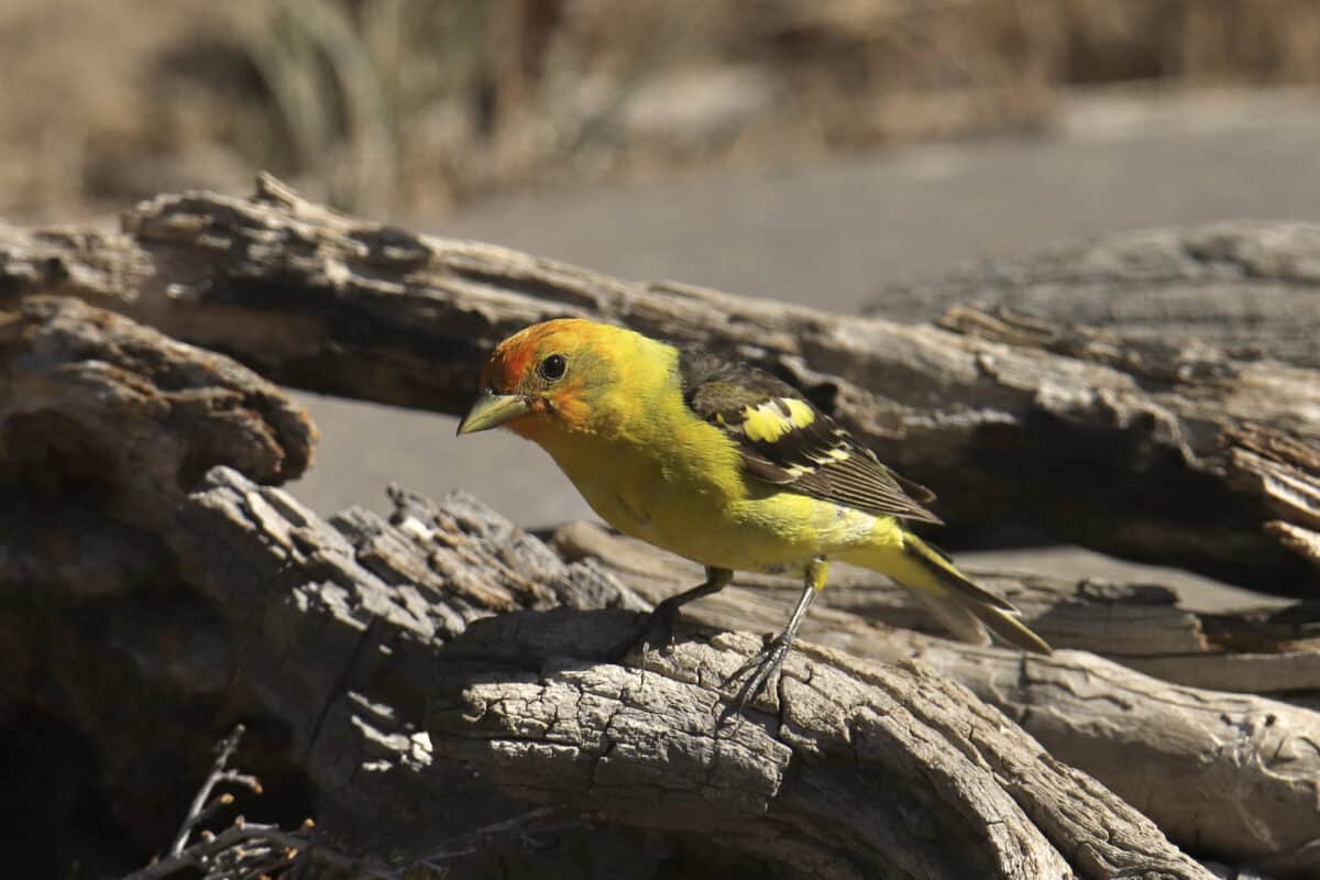 western tanager