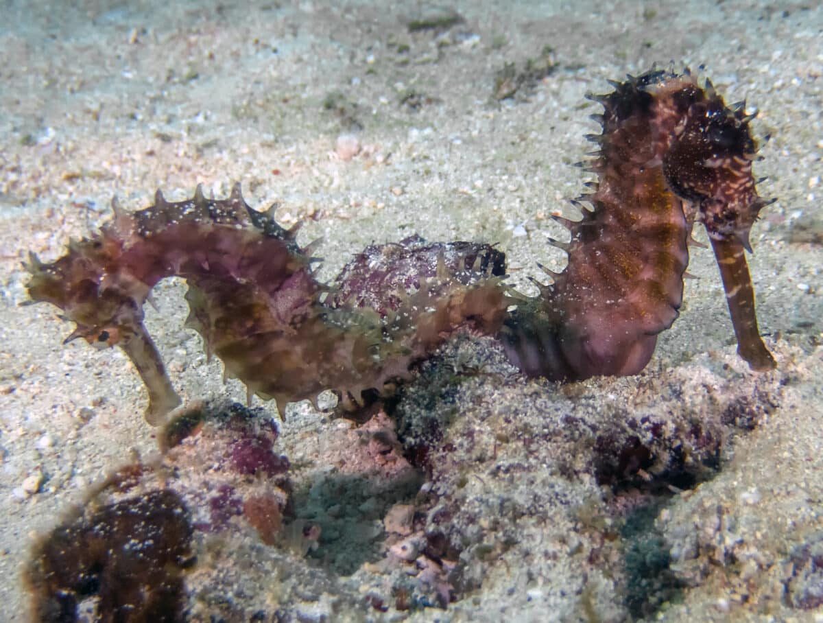 seahorse monogamy