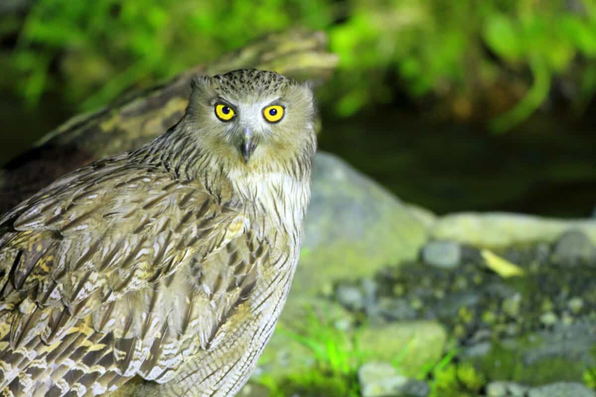 blakiston’s fish owl