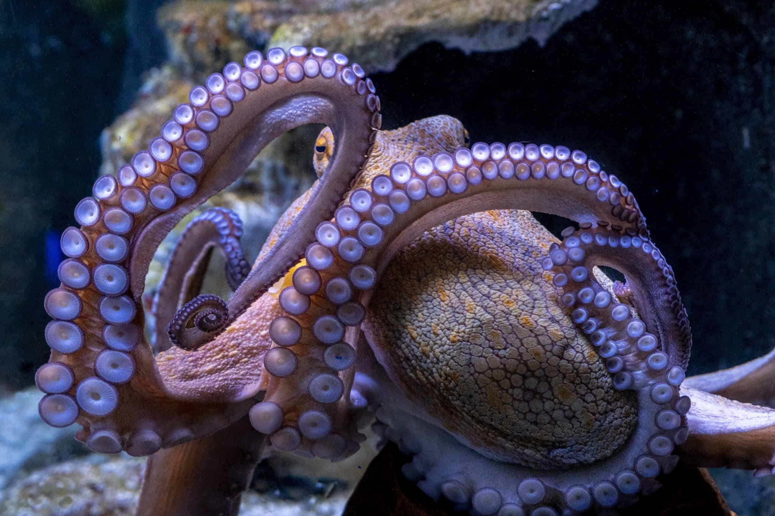 Now You See Me, Now You Don’t: Octopuses Camouflage Abilities - Animals ...