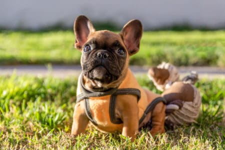 The Best Dog Toys That Keep Your Pup Happy and Healthy