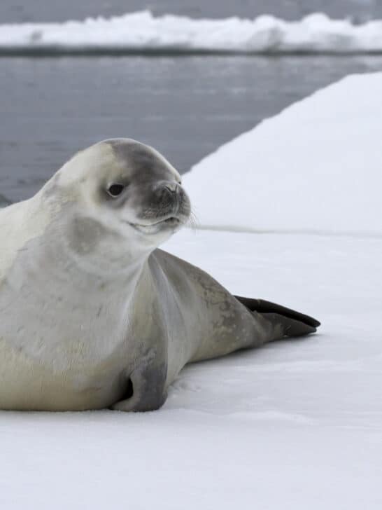 The Enigmatic World of Crabeater Seals: A Closer Look