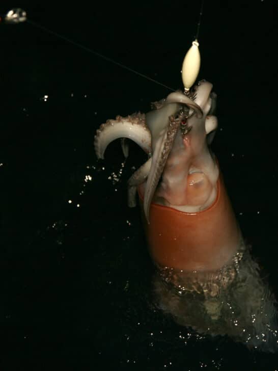 The Most Colossal Squid Ever Caught in U.S. Nets