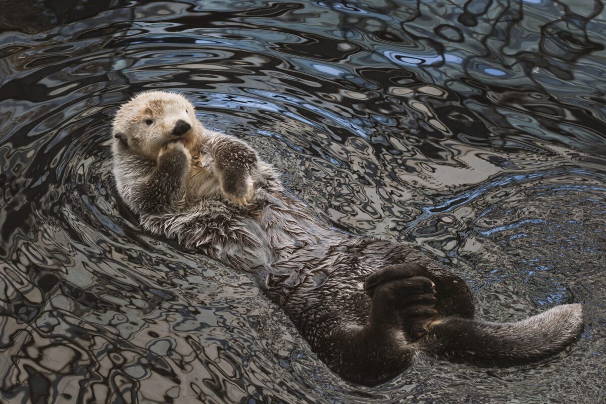 Kelp forest animals