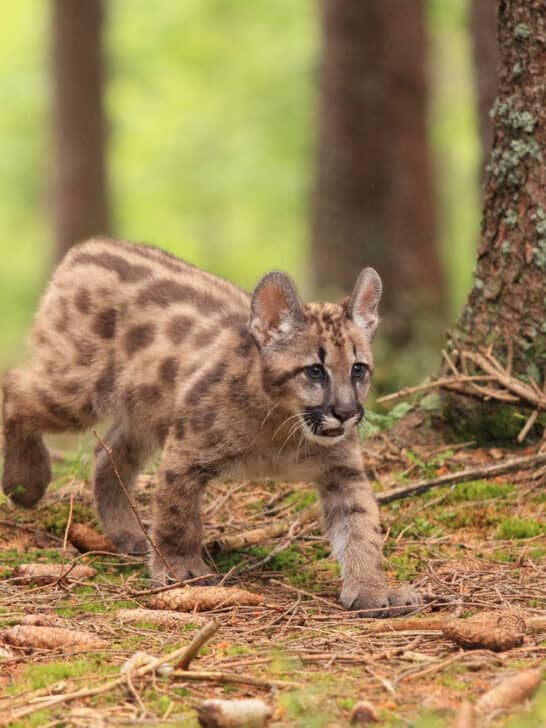 The 45 Most Adorable Animals Found In North America