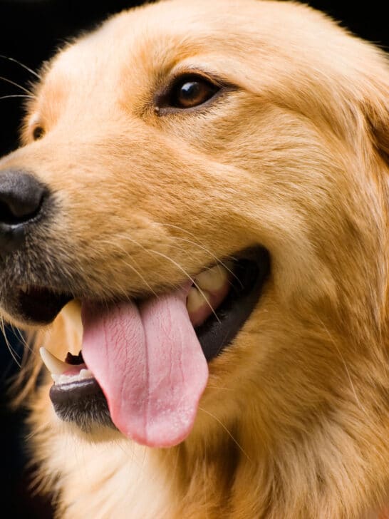 Most Popular Dog Breed In Each US State