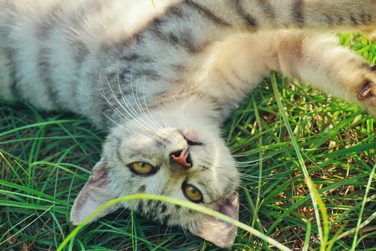 How Did Cats Pets? Animals Around The Globe
