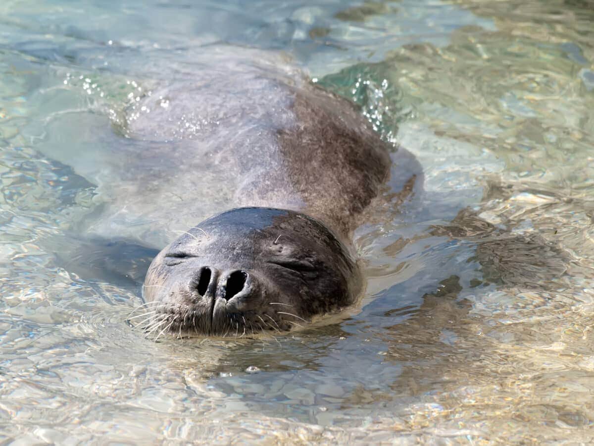 mediterranean monk seal