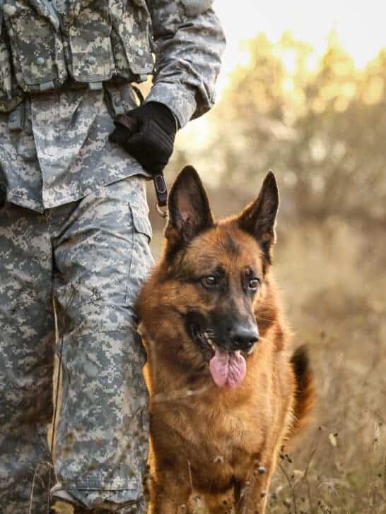 Should Animals Be Used for Military Operations?