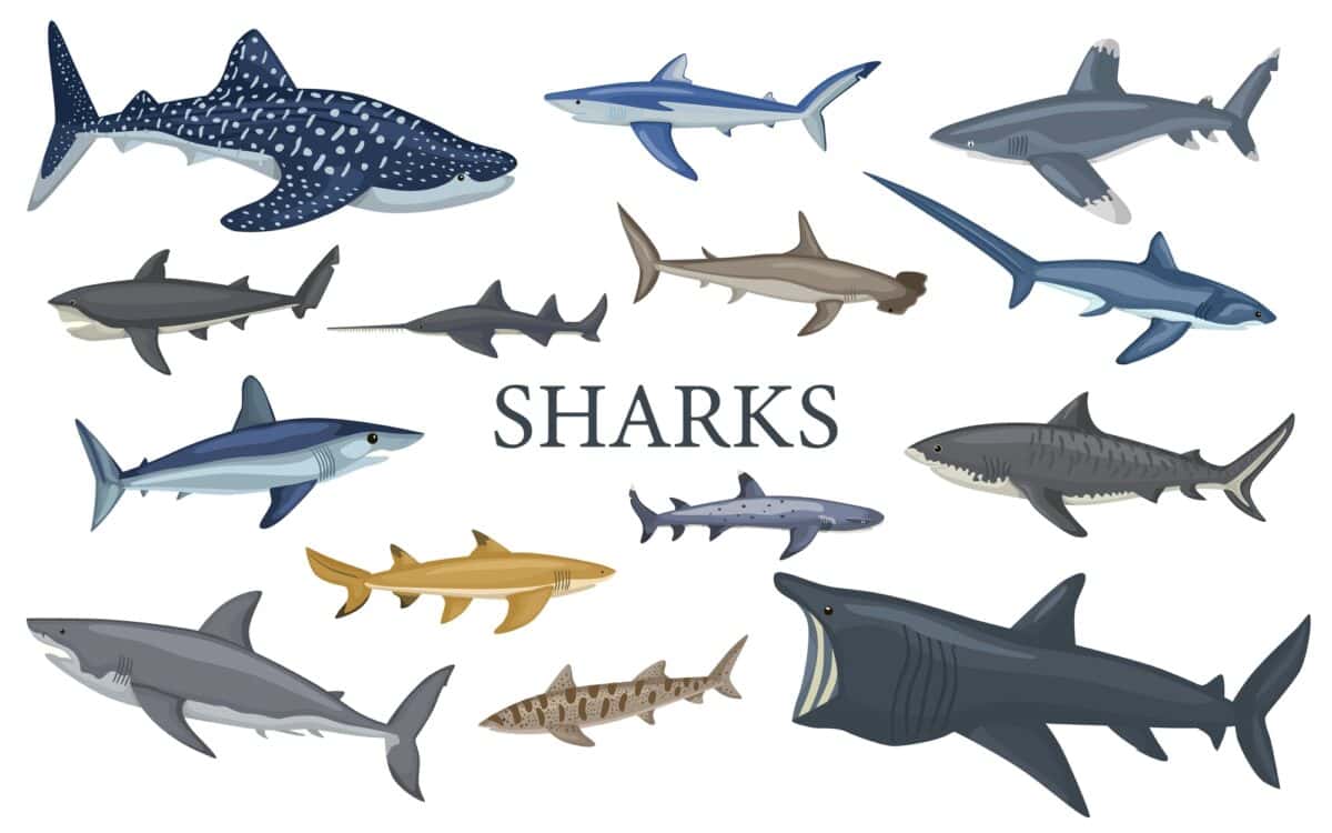 Types of Sharks. Deposit Photos.