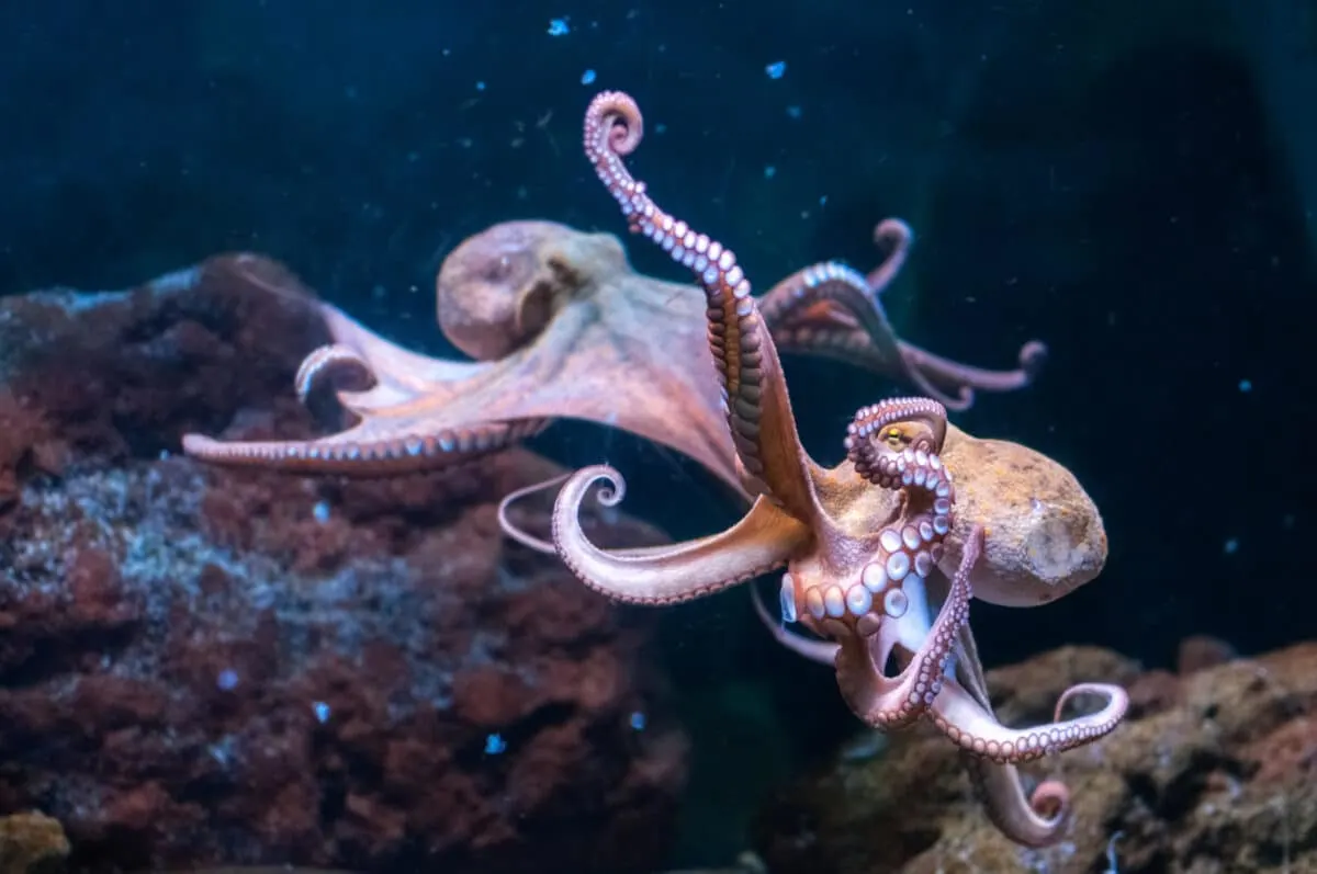 Kijk hoe een man probeert een octopus los te krijgen - Dieren over de ...