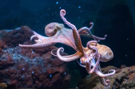 Watch As A Man Tries To Get An Octopus Unstuck