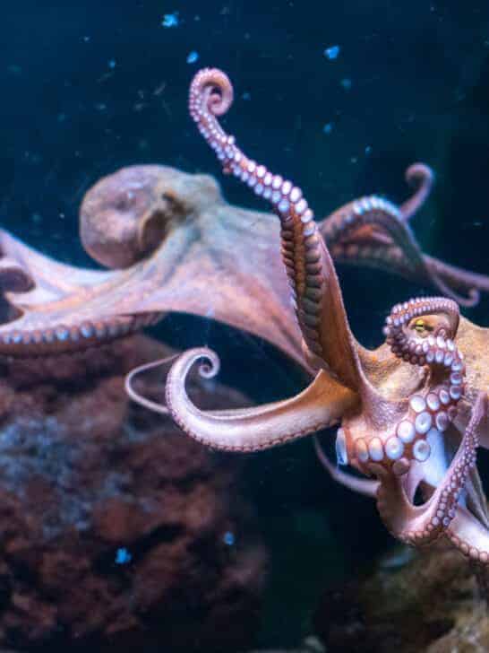 Watch As A Man Tries To Get An Octopus Unstuck