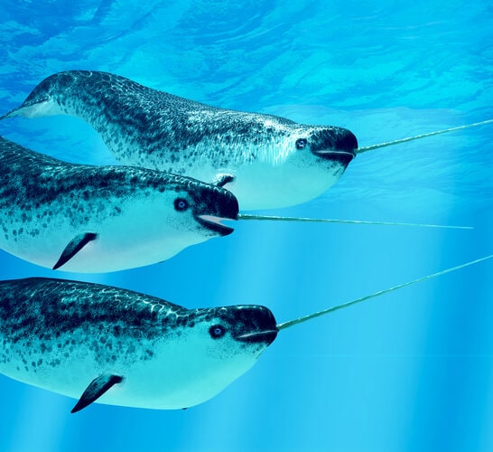 Narwhals Are Real—And Their Unicorn Horn Is Actually a Tooth