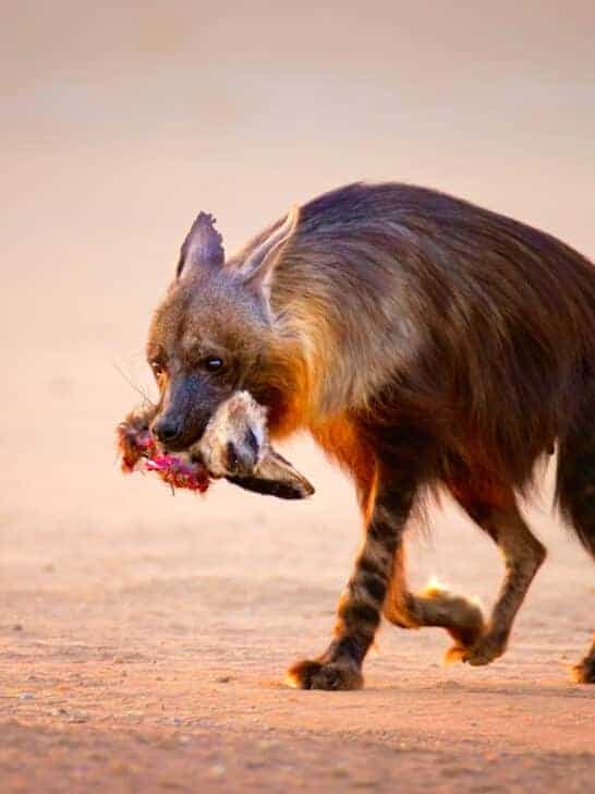 Lions Confused by a Brown Hyena in the African Savannah