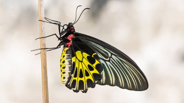 Meet India’s Largest Butterfly
