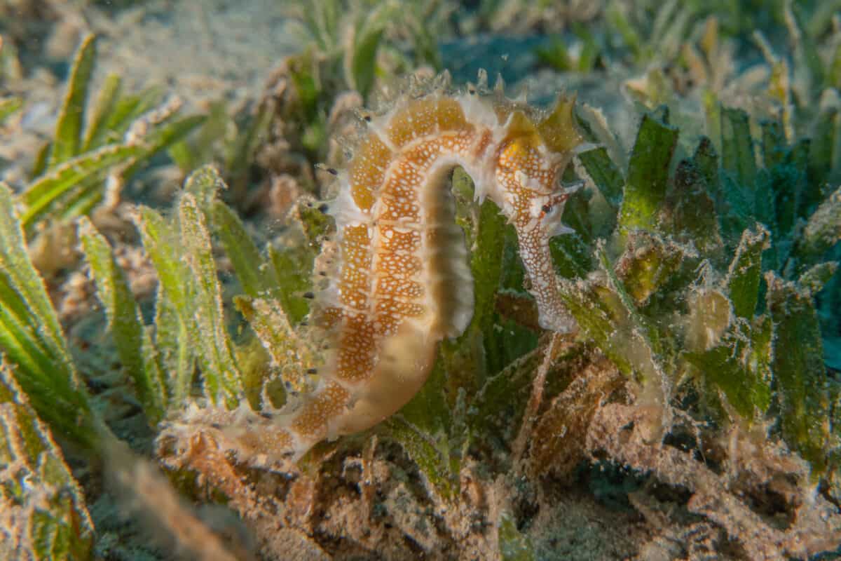 seahorse camouflage