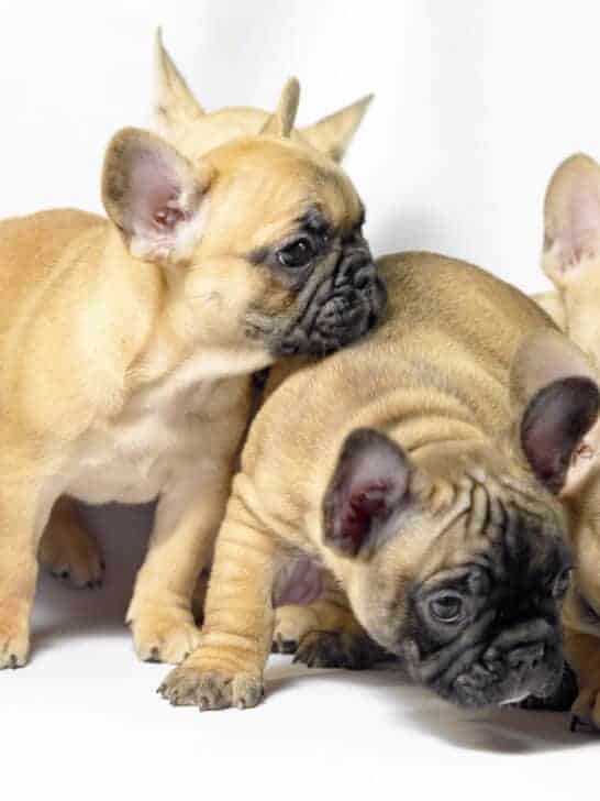 Five Most Popular Dog Breeds In The US