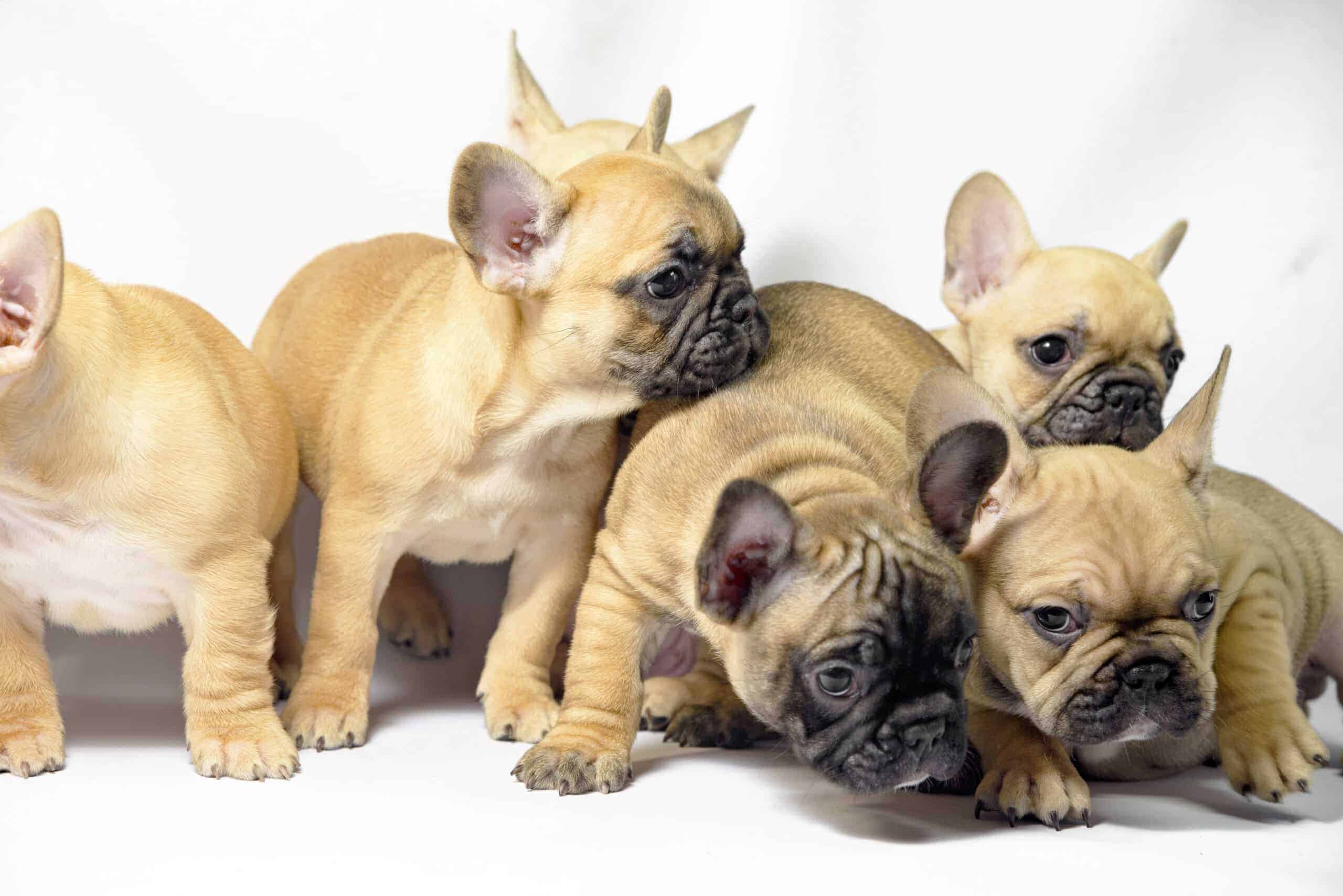 Fawn colored French Bulldog puppies. The number 1 most popular dog breed in the US.