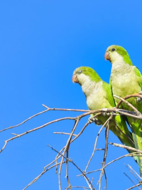 Watch: Parrot Works At A Spanish Café