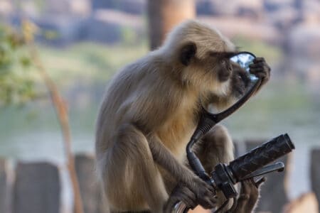 How Monkeys in India Are Adapting to Urban Life