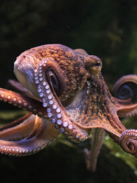 11 Reasons Why Octopuses Are Amazing But Also a Little Scary