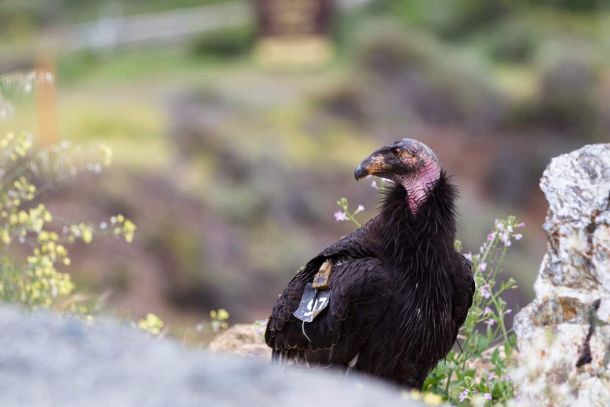 seven condors