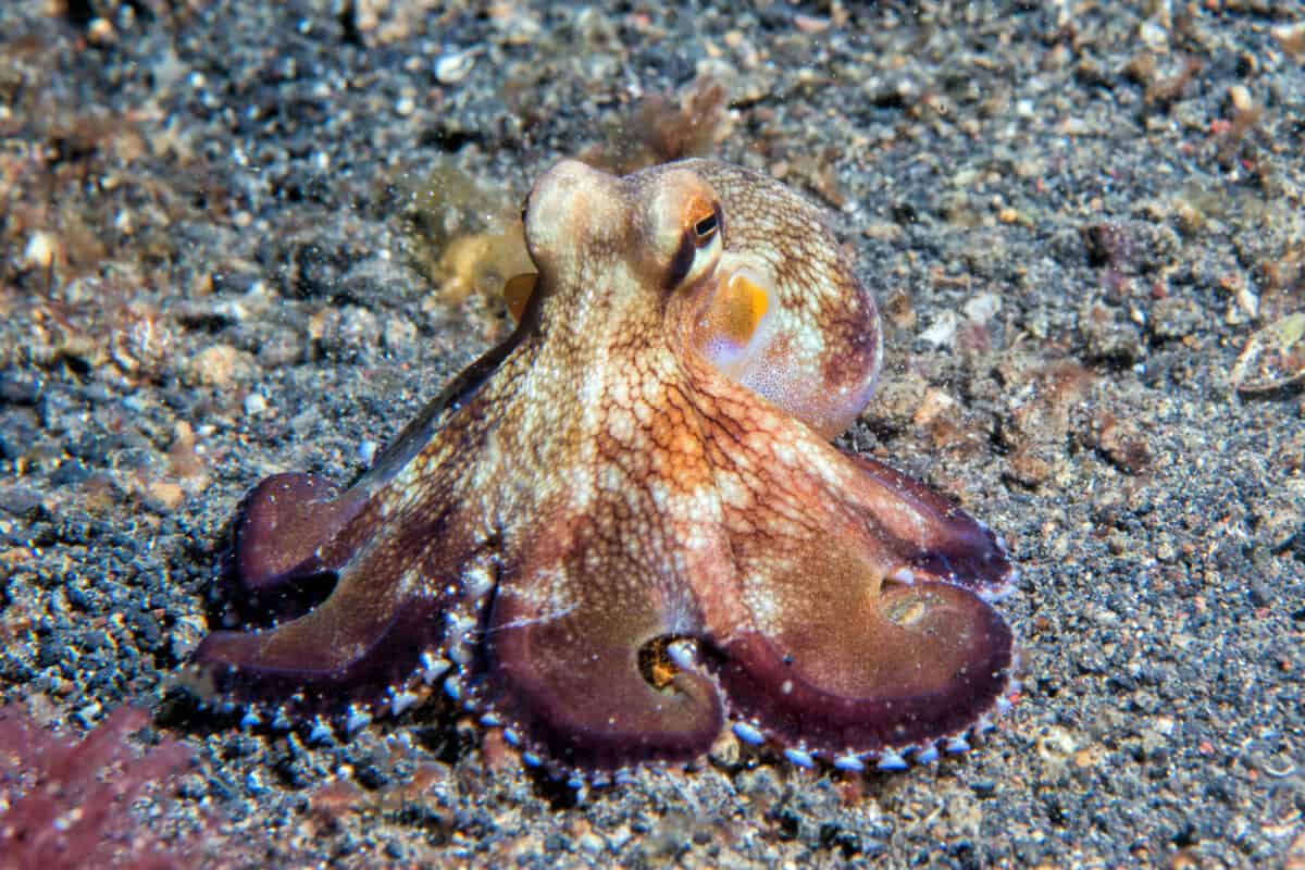 octopus punching fish