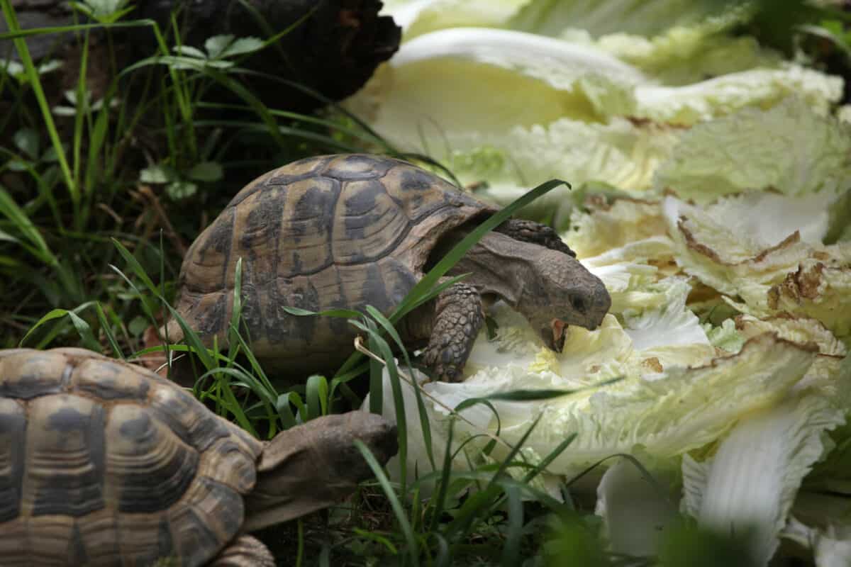 Russian tortoise