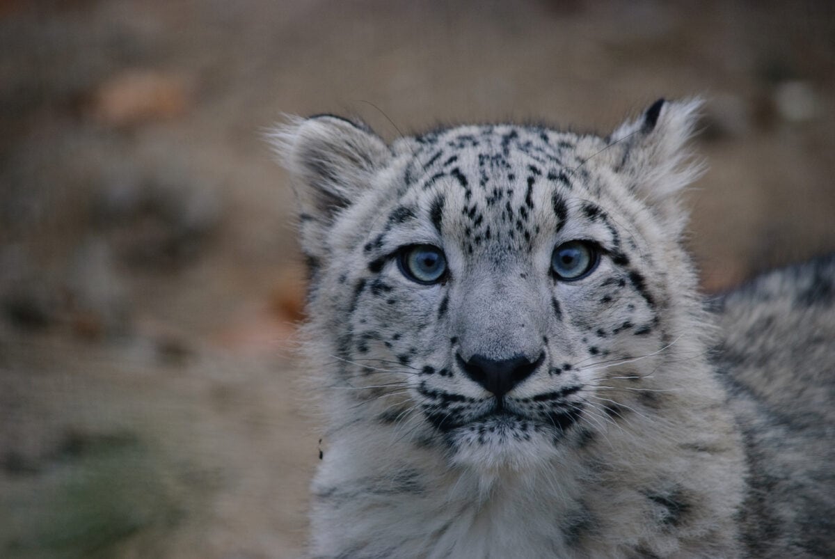 snow leopard close up