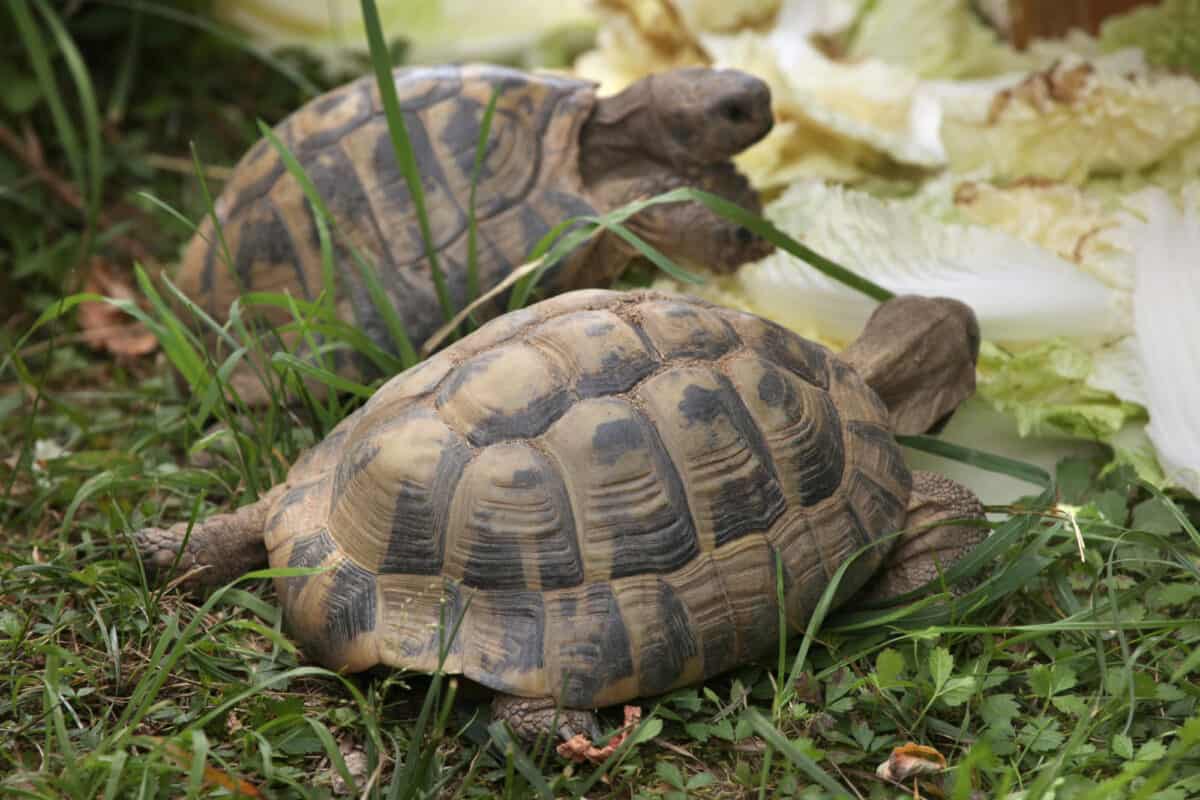 Russian tortoise 