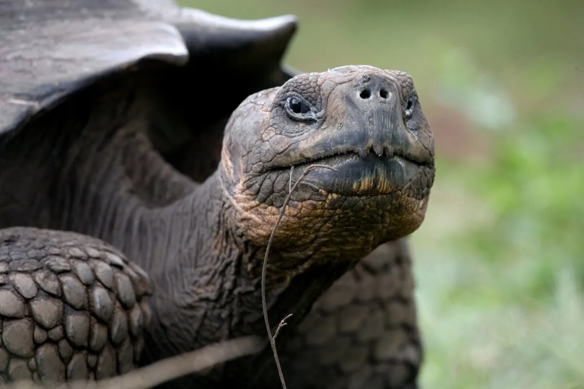 Galapagos Tortoise
