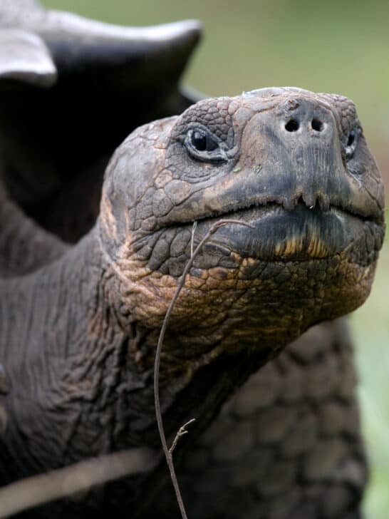 Galápagos Tortoise Celebrates 135th Birthday—and His First Father’s Day