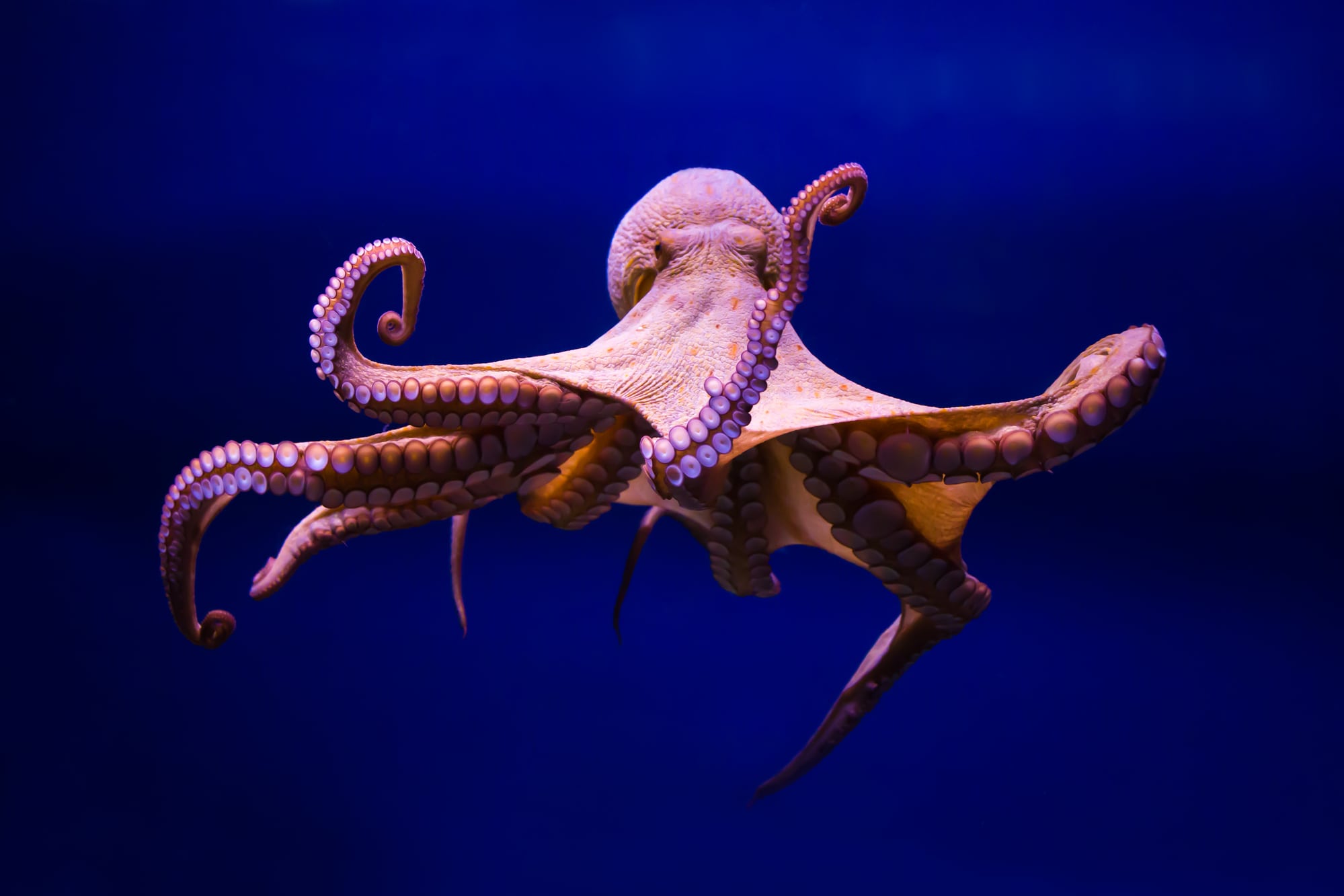 octopus punching fish