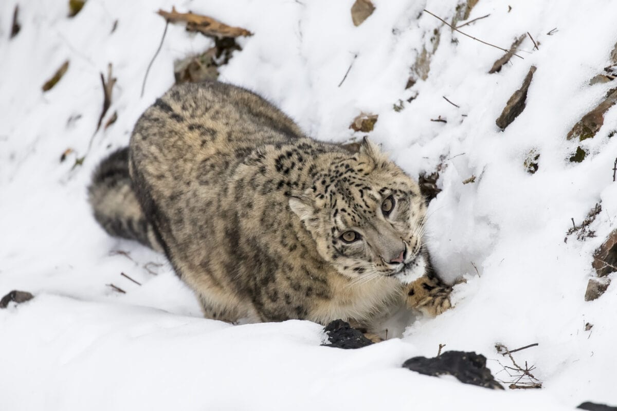 snow leopard