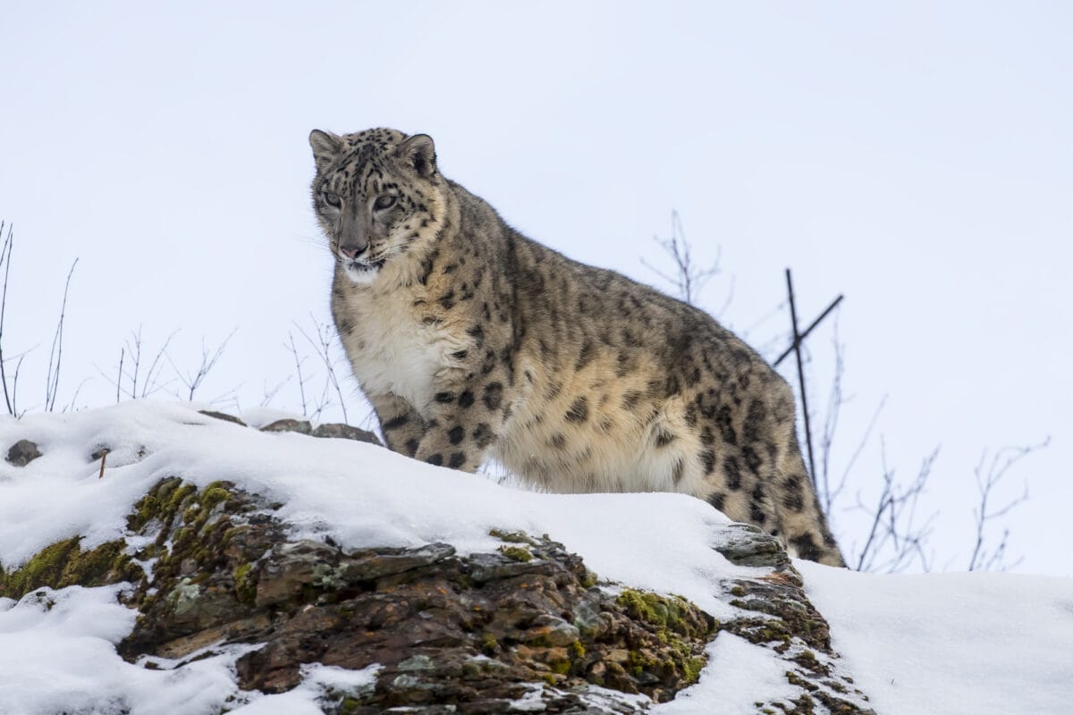 snow leopard