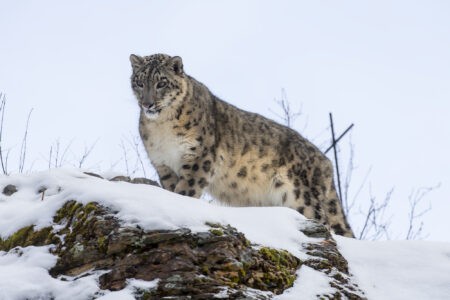 India’s Snow Leopard Survey Reveals 718 Individuals