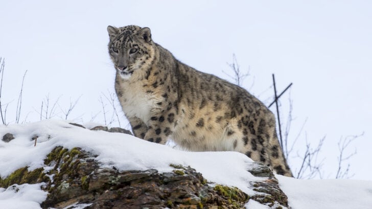 India’s Snow Leopard Survey Reveals 718 Individuals