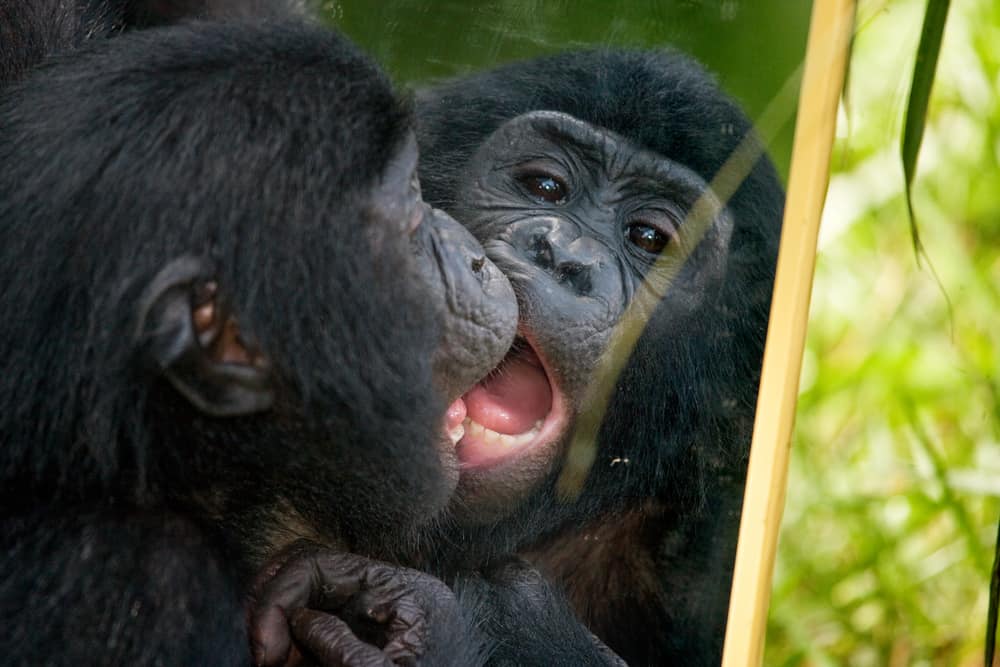 bonobo mirror