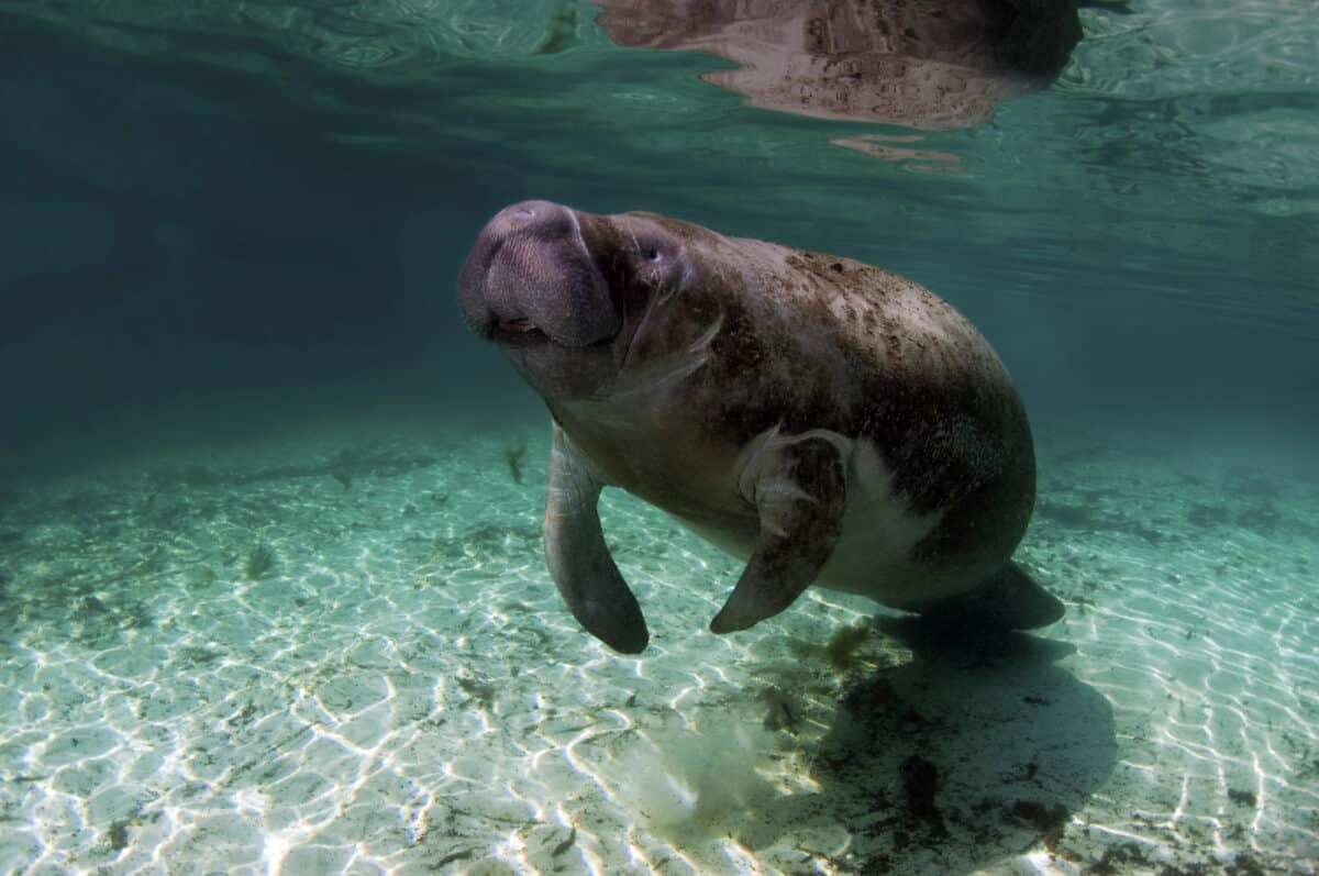 Manatee