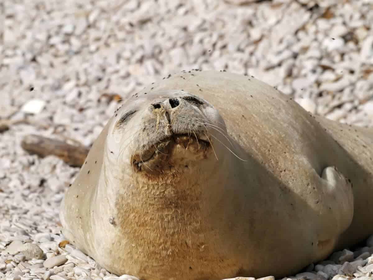 mediterranean monk seal