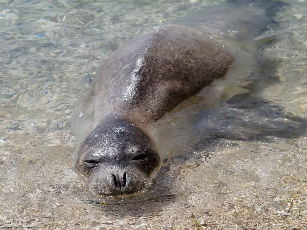 mediterranean monk seal