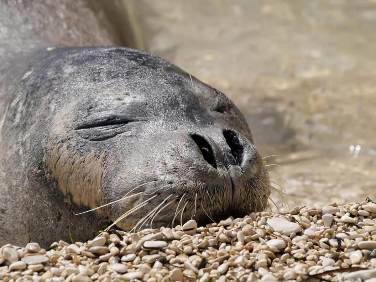 mediterranean monk seal